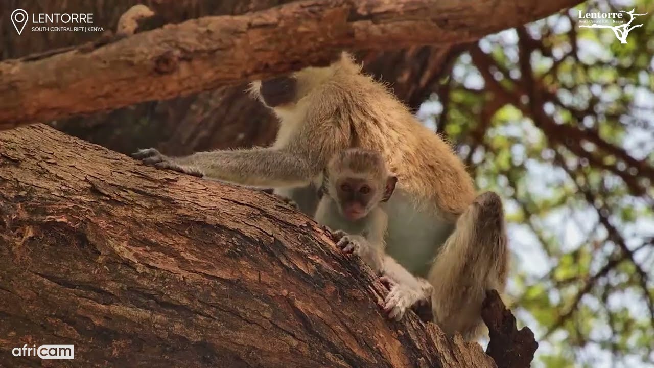 Tree Top Bond: Baby Vervet Drinks Milk from Mum