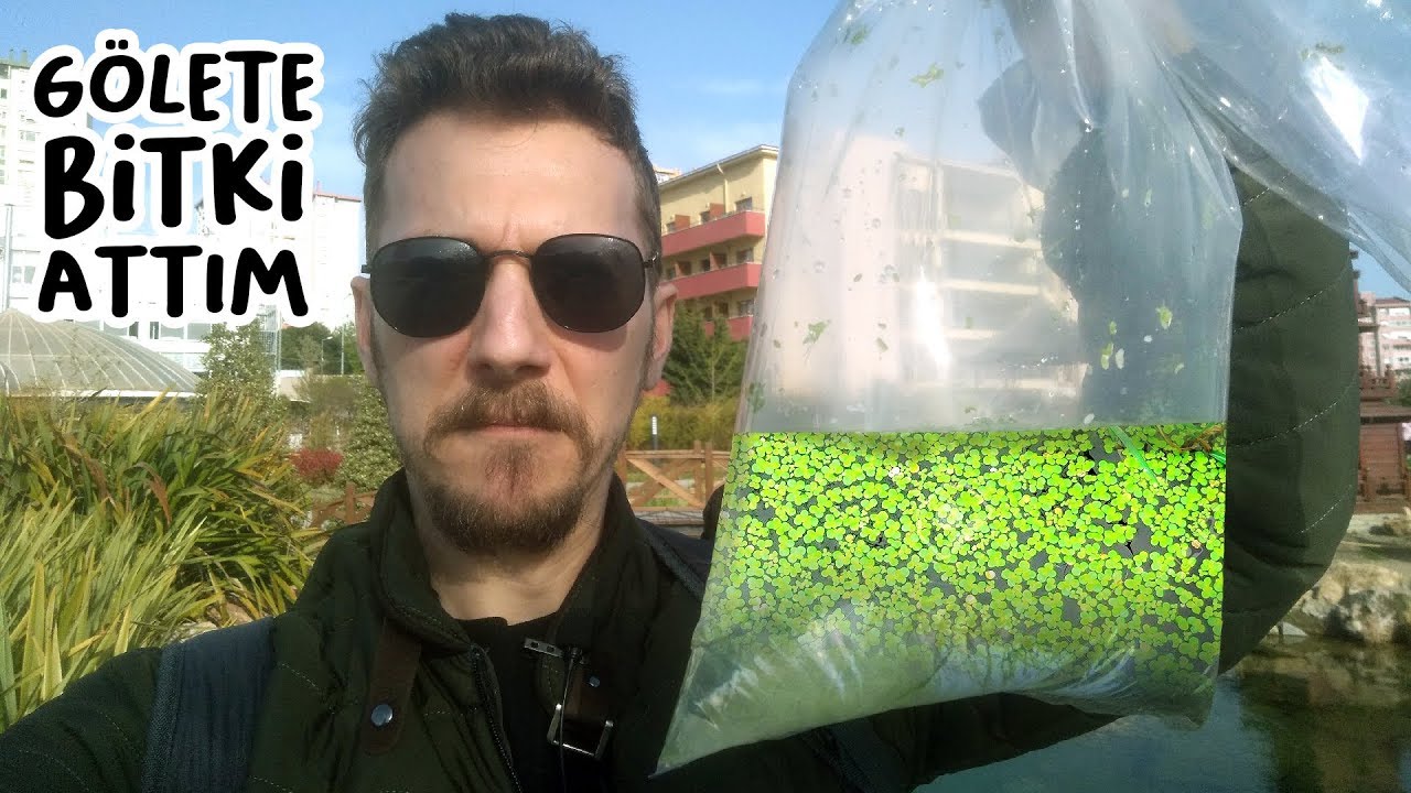 Gölete Bitki Mayaladım - Gölete pistia ve su mercimeği attım