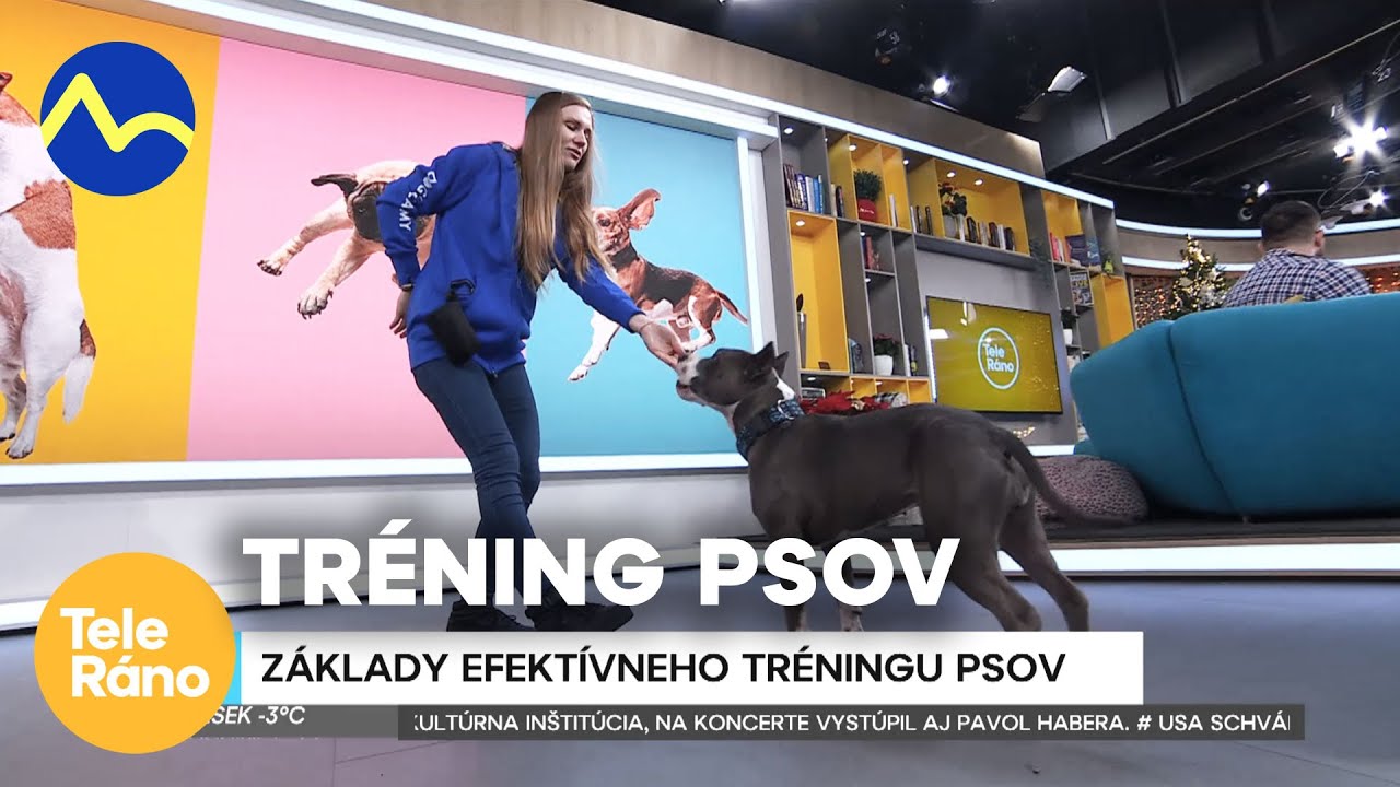 Základy efektívneho tréningu psov | Teleráno