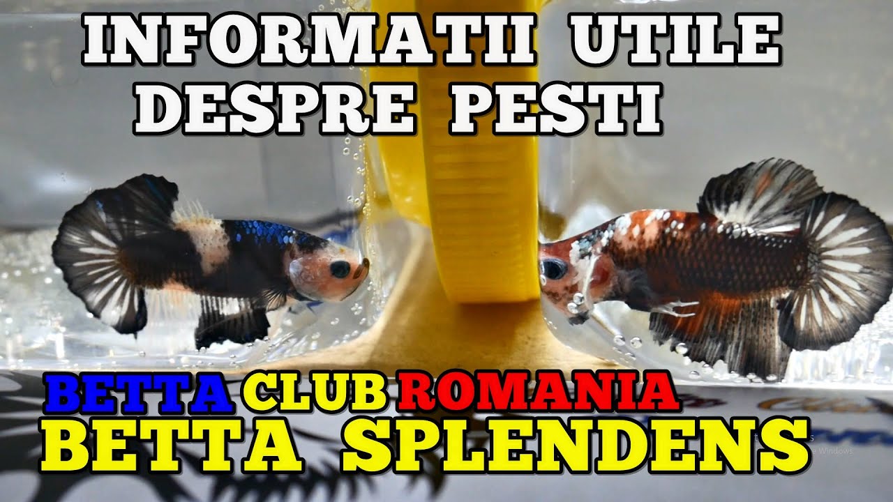 Ce trebuie să știi când îți cumperi un PEȘTE BETTA SPLENDENS? 🐠 Creșterea și înmulțirea #bettafish🇷🇴