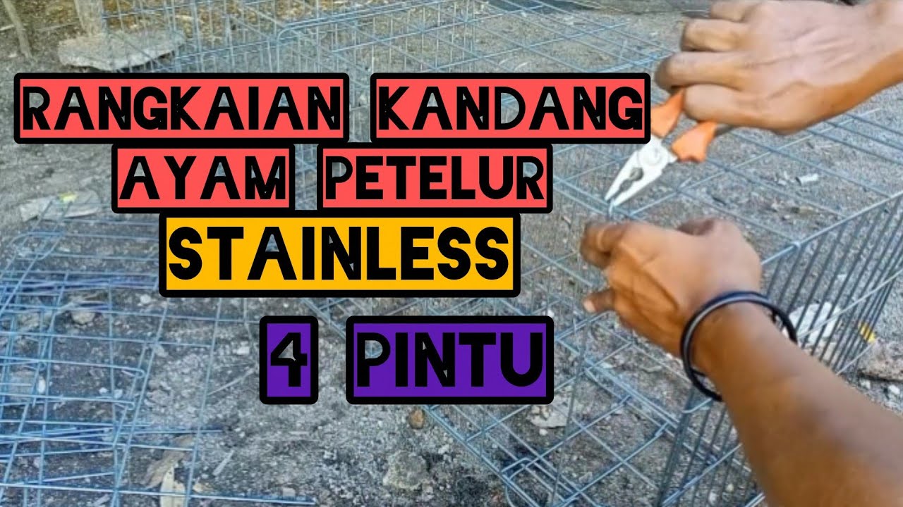 KANDANG BATREI AYAM PETELUR