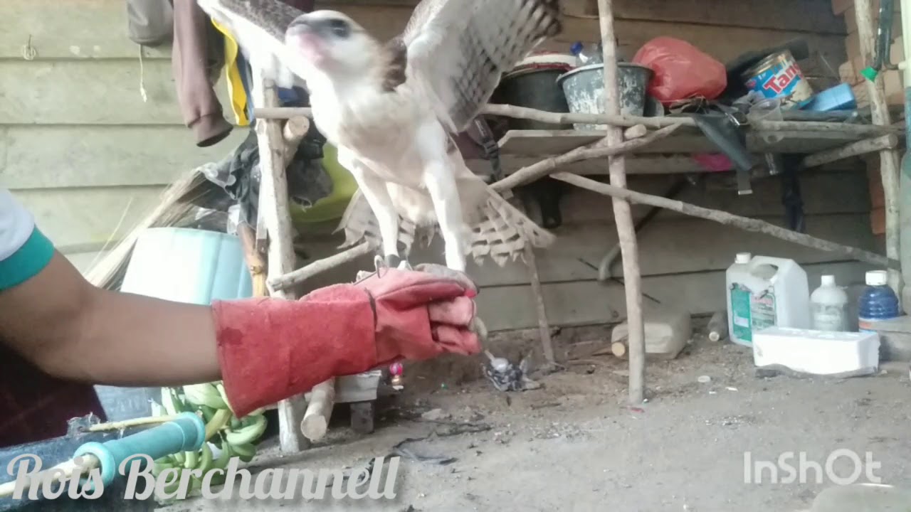 CARA JINAKIN ELANG CHE LM / BRONTOK LIAR NANGKRING DI GLOVE