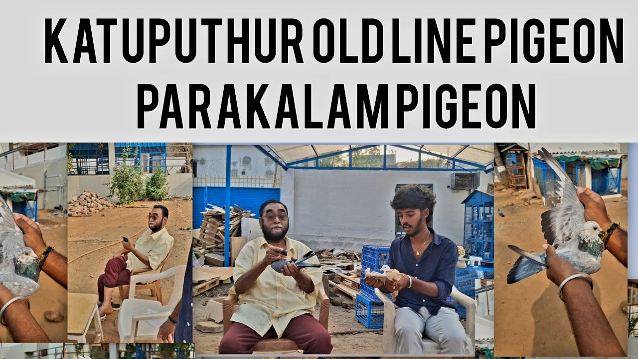 KATUPUTHUR PIGEON AND  PARALAKALAM PIGEON AND OLD LINE PIGEONS FOR SHOW 