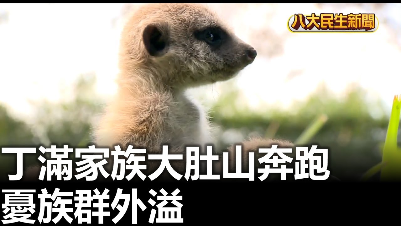 丁滿家族大肚山奔跑 憂族群外溢 |【民生八方事】| 2026010509 #八大民生新聞