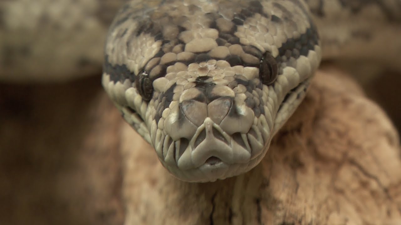 The Living Rainforest - Videography for Tourist Attractions