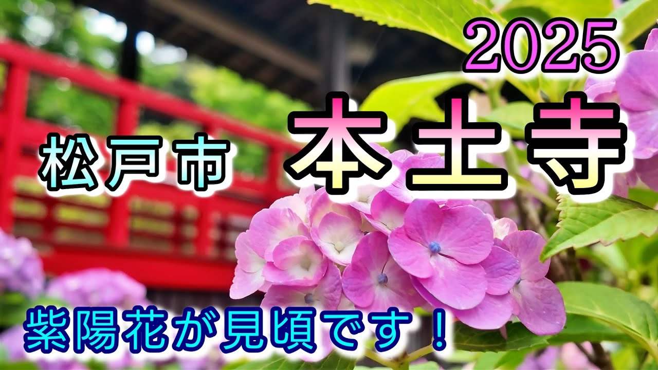 見頃！【あじさい寺】千葉県松戸市、本土寺を散策しました。紫陽花と菖蒲園のコラボが楽しめます🌸！