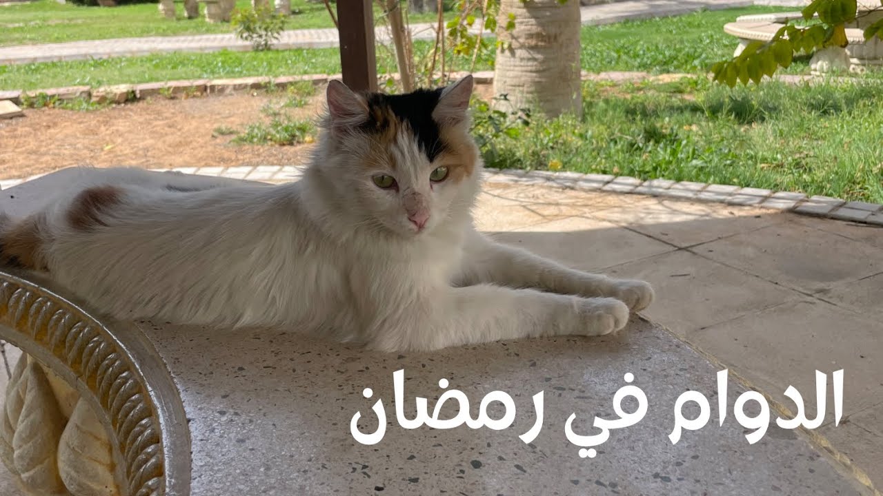 دوامي في رمضان كمستجدة | Ramadan vlog