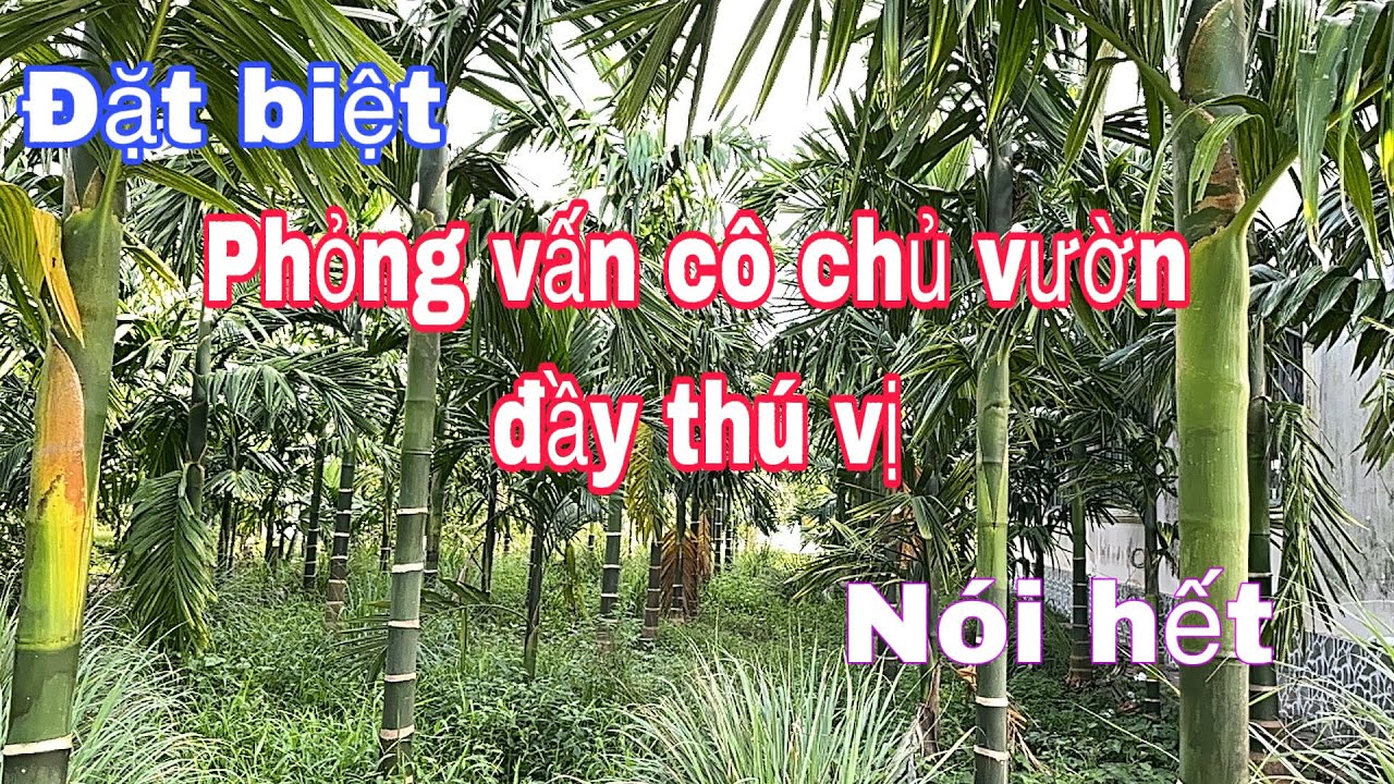 Vườn cau tứ quý 18 tháng có lưỡi mèo. 0987737608