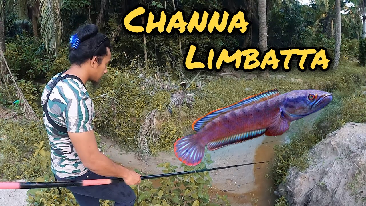 Aku Mengai & Tangkap Channa Limbatta Pakai Tangan