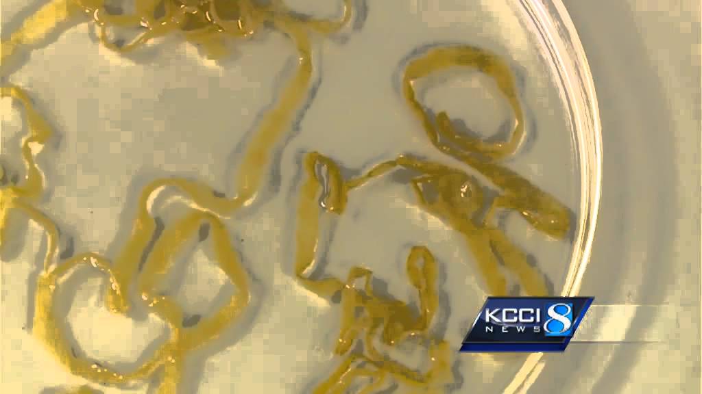Health officials talk about deadly diet