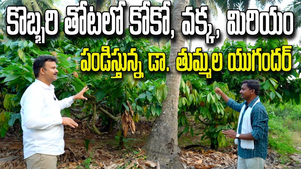 కొబ్బరి, కోకో, వక్క & మిరియం । Multi Farming by Dr Yugandhar
