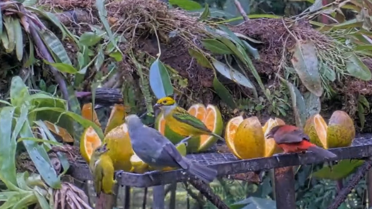 Gorgeous Silver-throated Tanager Dines With Tropical Visitors At Fruit Feeder | Jan. 31, 2026
