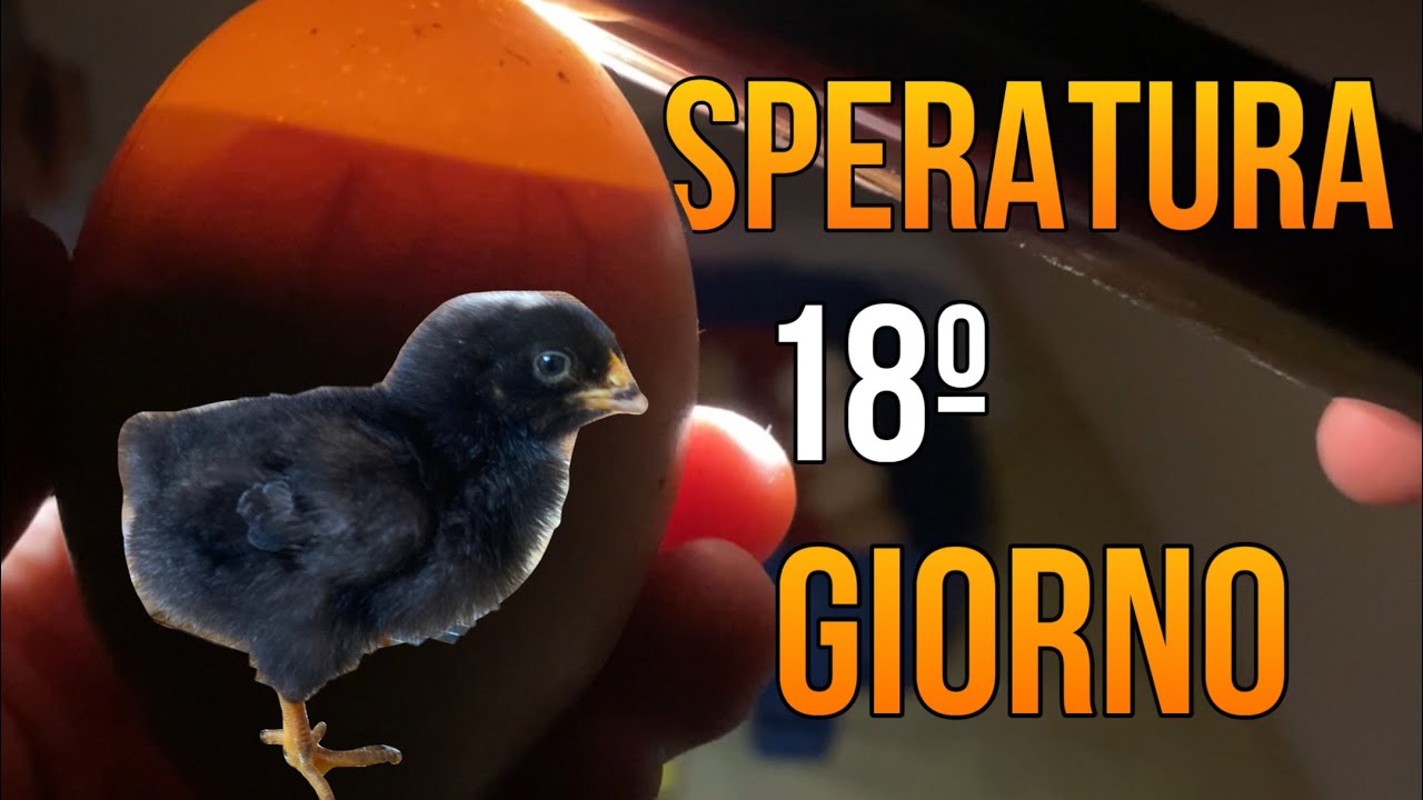 SPERATURA 18º giorno d’ INCUBAZIONE 🥚-EMOZIONANTE-