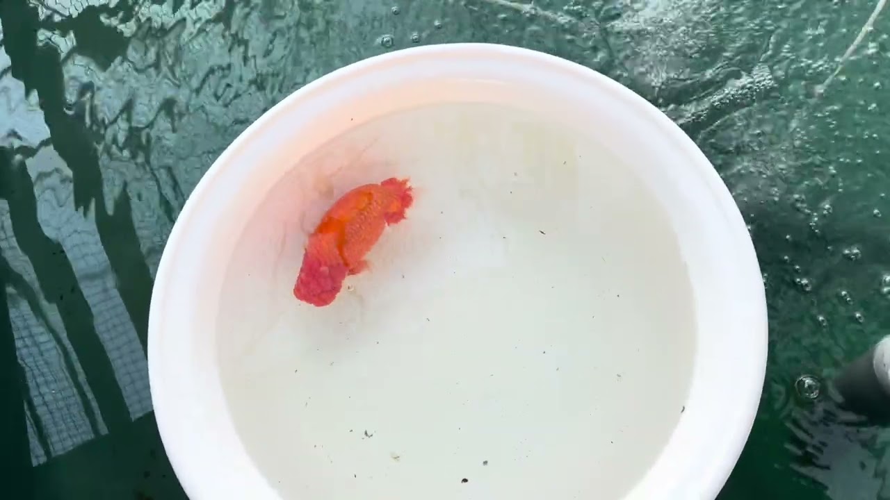 ブログ　種雄