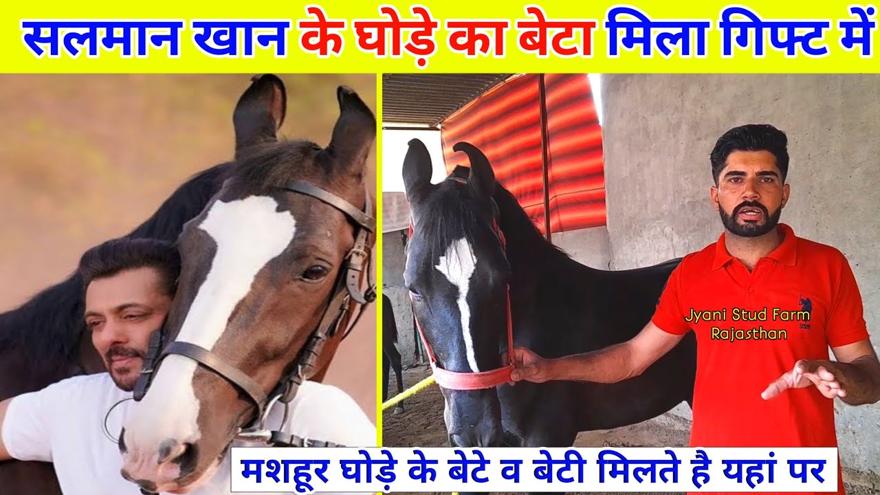 एक घोड़ी से बनाया इतना बड़ा स्टड फार्म || Jyani Stud Farm noher Rajasthan