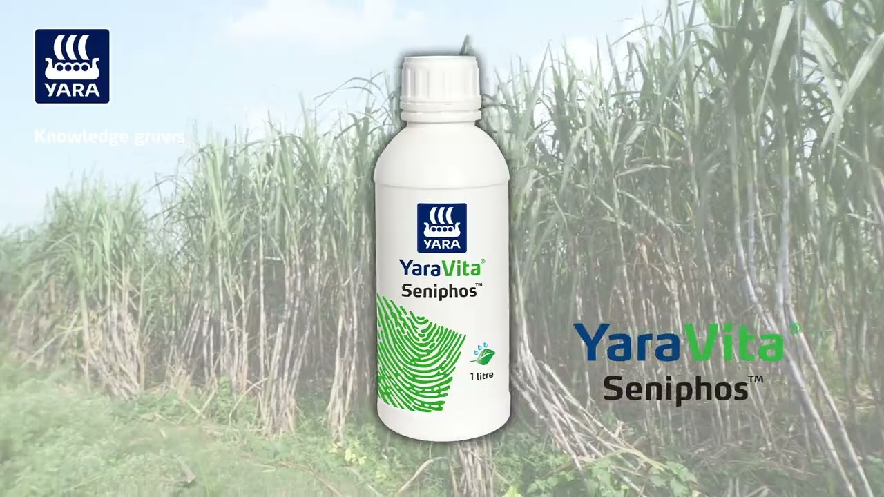 पेड़ी गन्ने में फसल पोषण प्रबंधन #YaraVita Seniphos के साथ