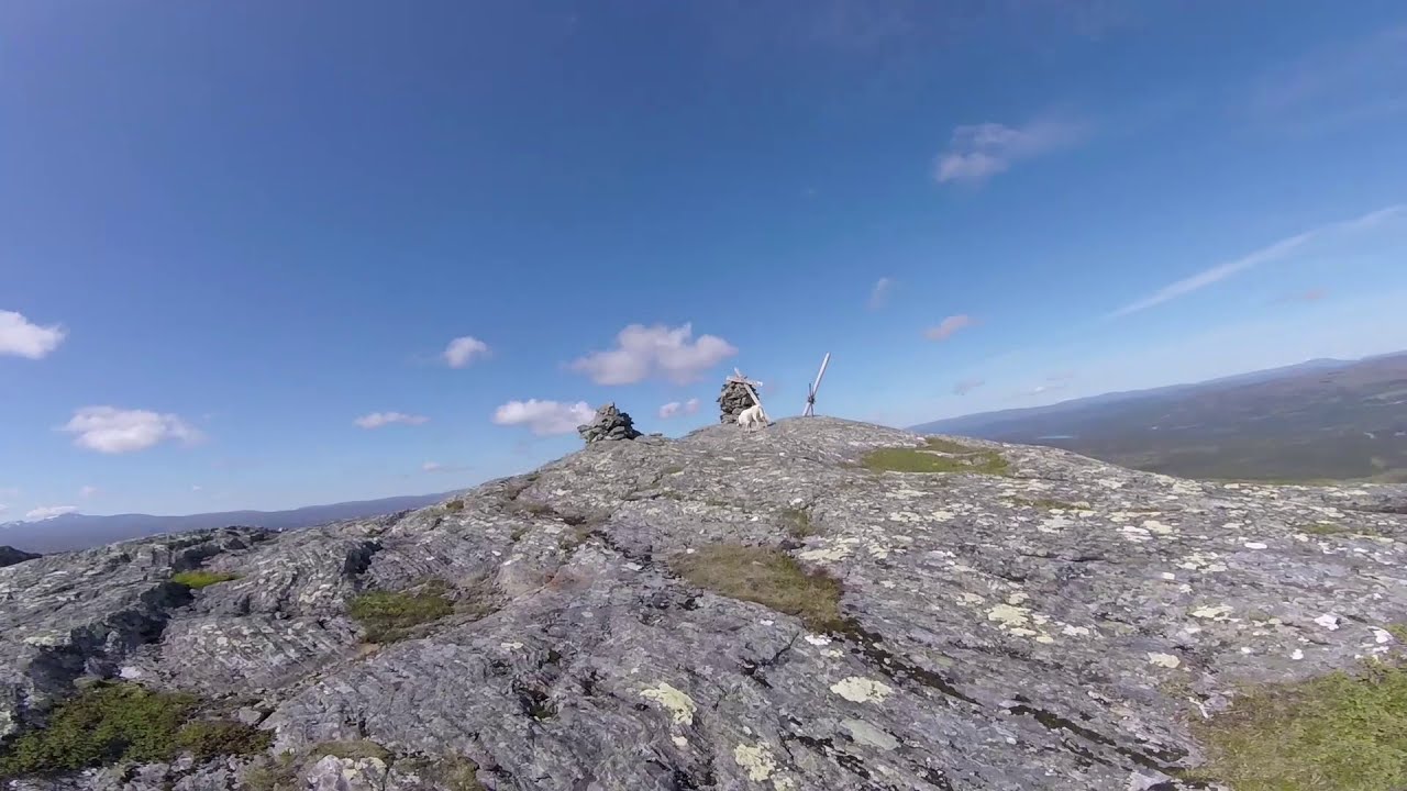 SELVAGGIO VERDE - video # 162