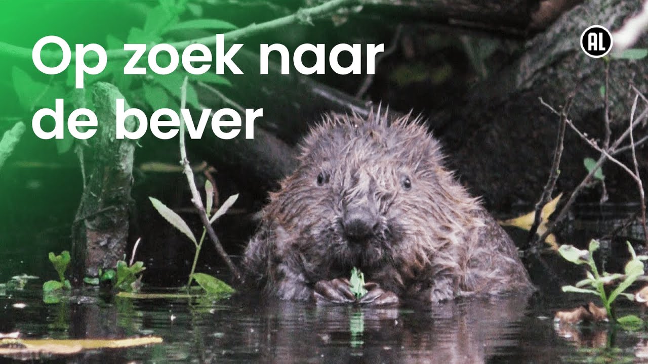 Hoe leven bevers?