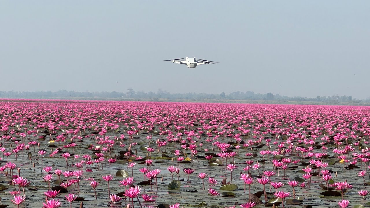 Drone flying over the red lotus lake 🪷