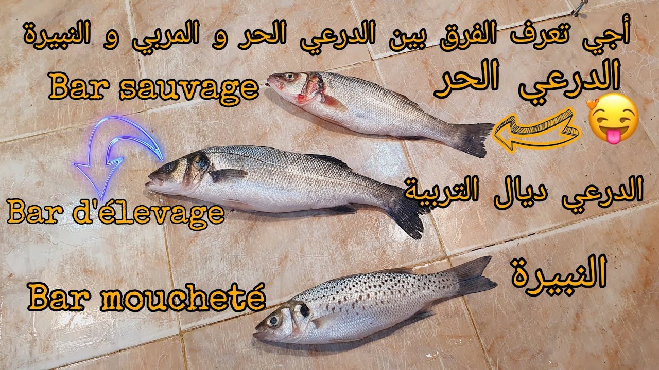 الدرعي الحر و المربي و النبيرة La diff&eacute;rence entre Bar mouchet&eacute; et bar sauvage et bar d'&eacute;levage😱😱😯😯🤔