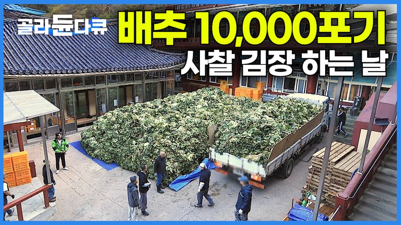 배추 뽑아 옮기는 데만 꼬박 하루, 맛있는 김치가 1만 포기｜압도적인 규모로 유명한 산골 절집 3박 4일 김장 대장정｜사찰 김장하는 날｜단양 구인사 김장 울력｜한국기행｜#골라듄다큐