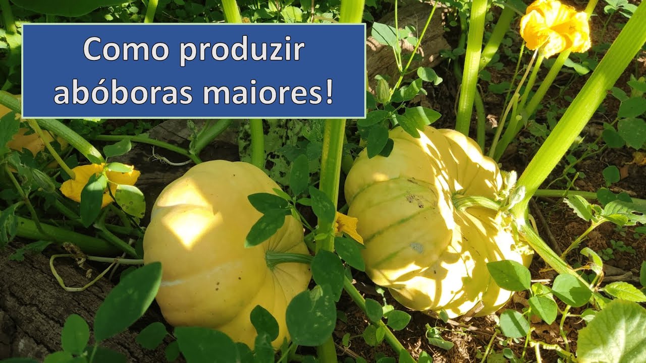 Como plantar abóbora moranga + superdica de adubação