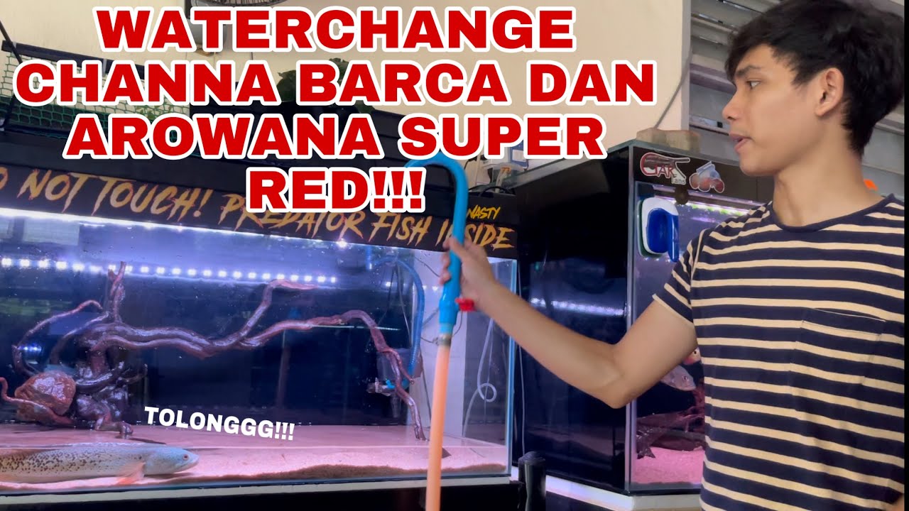 WATER CHANGE CHANNA BARCA DAN SUPER RED AROWANA !
