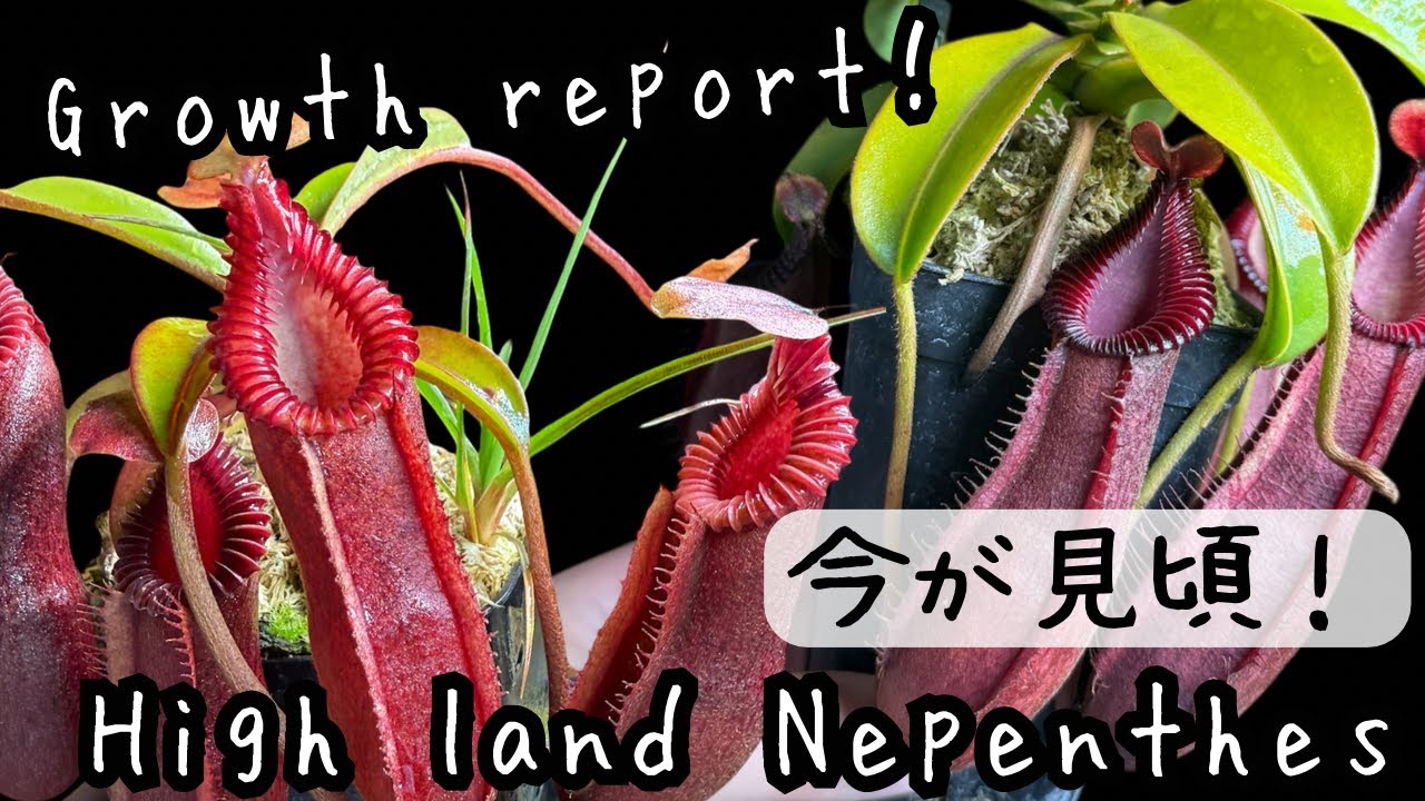 【成長記録】ハイランドネペンテスの現在の様子をご紹介！　食虫植物　観葉植物　ウツボカズラ