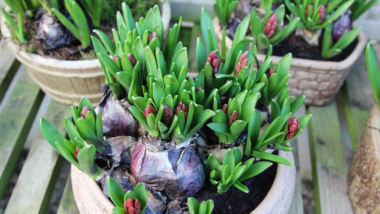 Get Gardening: How Late Can You Plant Bulbs?