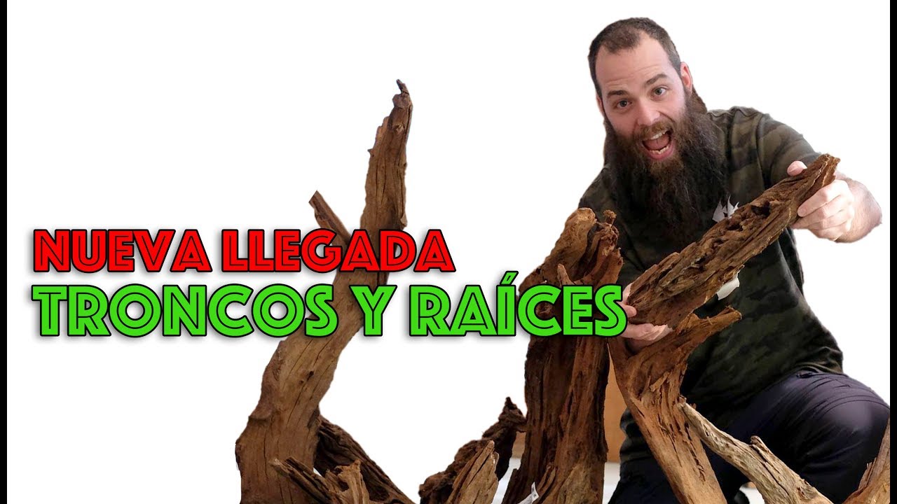 Nueva llegada de troncos y raíces naturales para acuarios