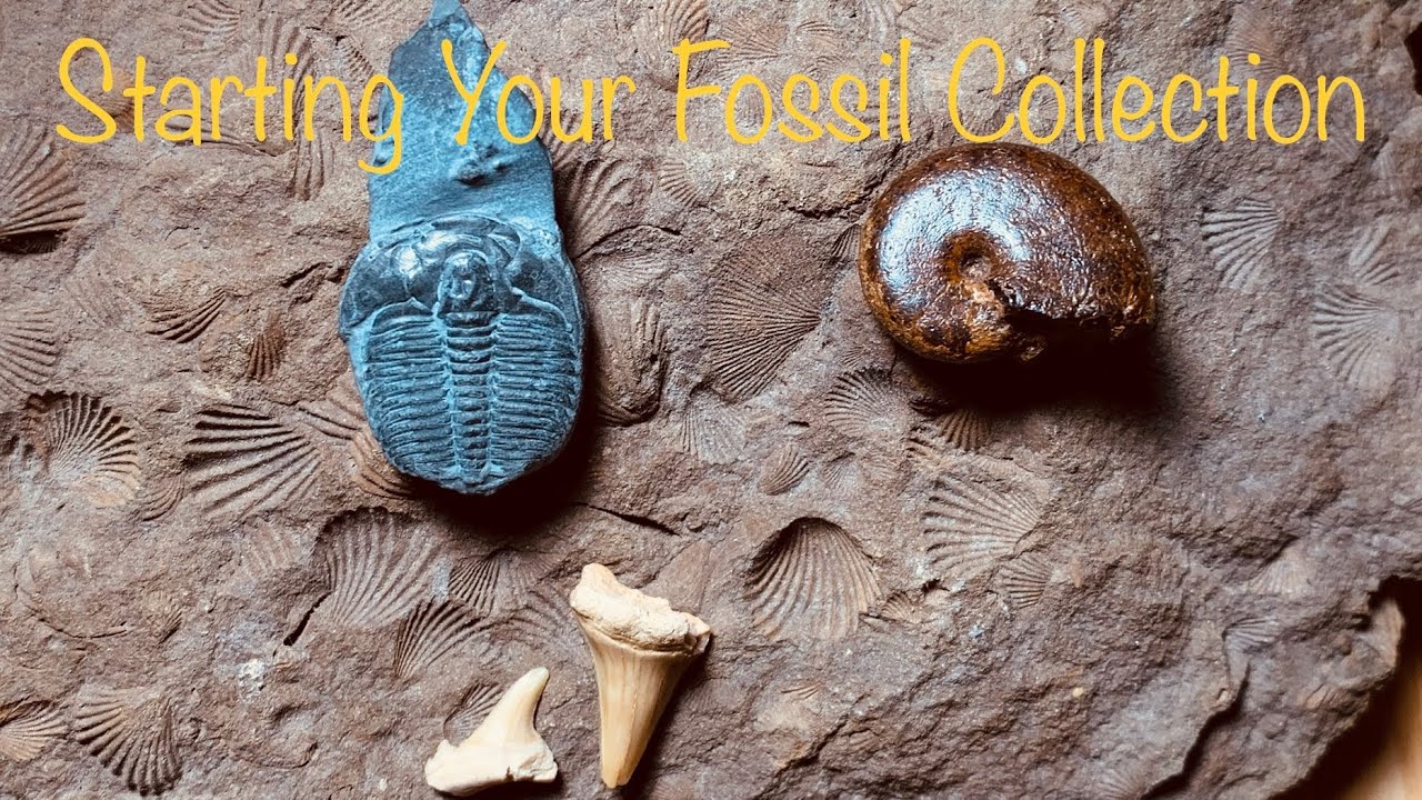 How to Start a Fossil Collection: 10 Fossils for Beginners