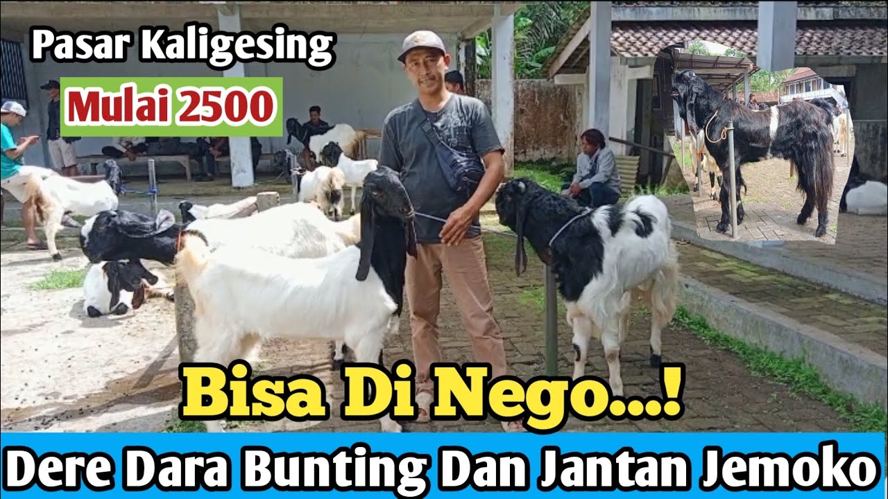 2500...!! BIBIT KAMBING PE DI PASAR KALIGESING #hargakambing#kambingpe