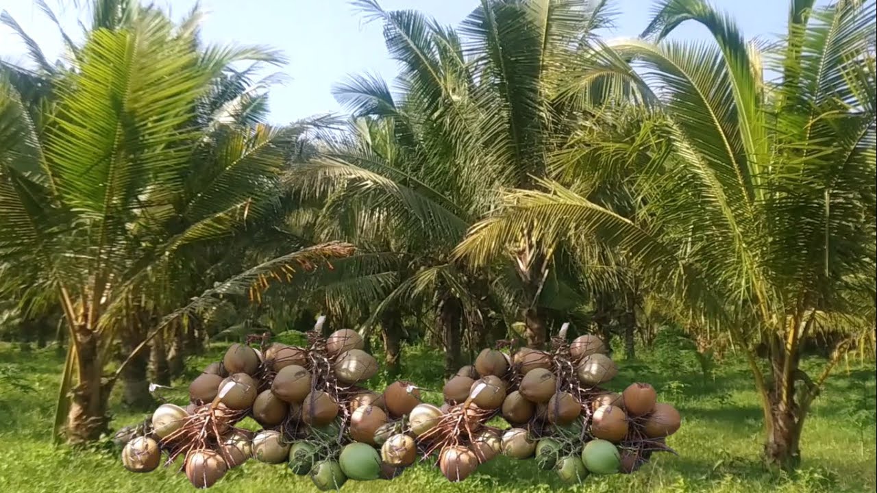 Panen Perdana Kelapa Muda Di Kebun Kelapa Besar