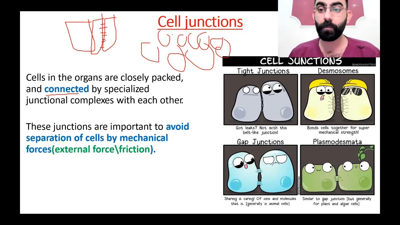 lec2 Cell junction & Cell surface projections
