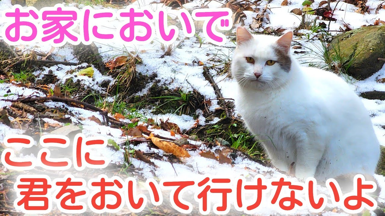 【捨て猫保護】凍えるこの子に人の温もりを、おうちの暖かさを【前編】
