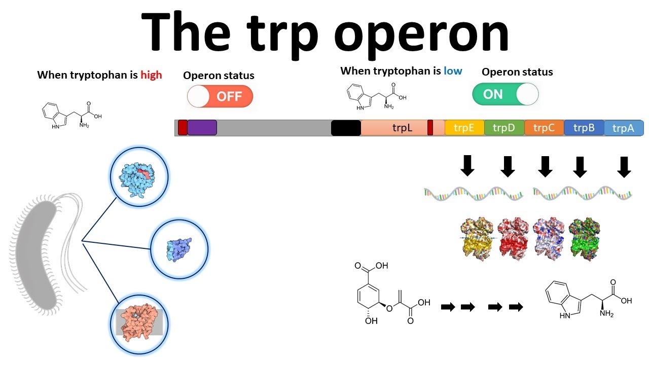 trp operon
