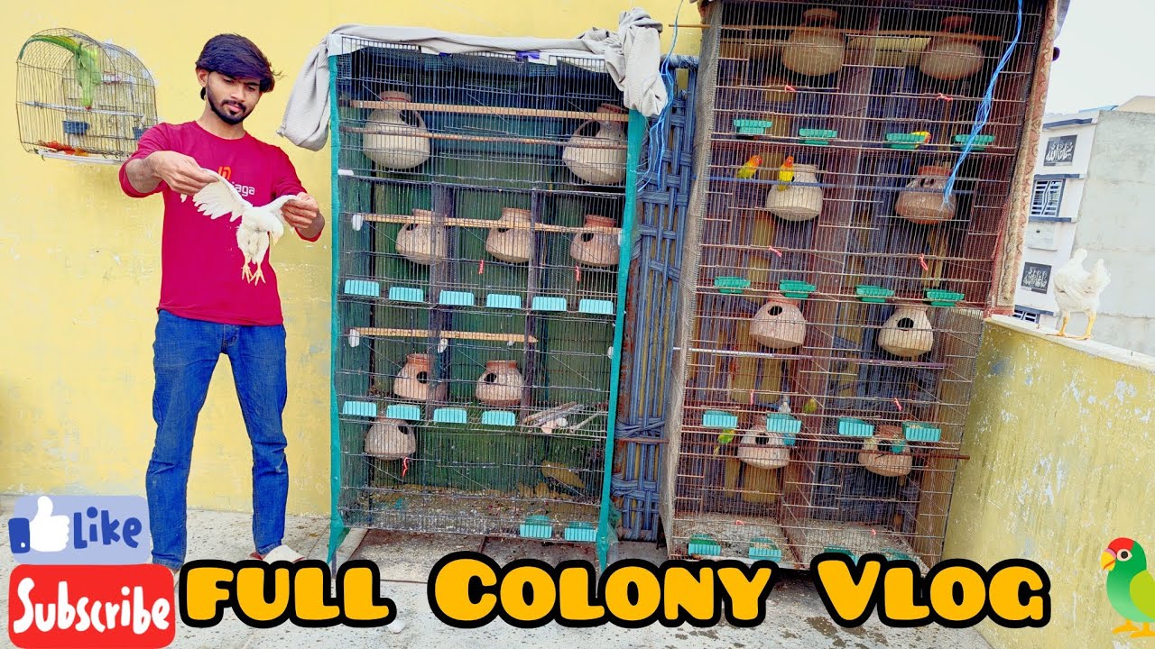 Full colony Vlog 😇 #shortvideo #birds #vlog 