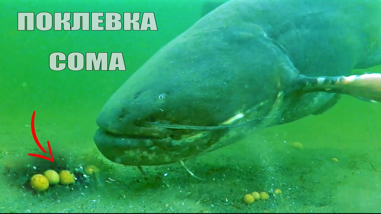 Зрелищная рыбалка на Сома. Поклевка большого сома. Подводная съёмка.