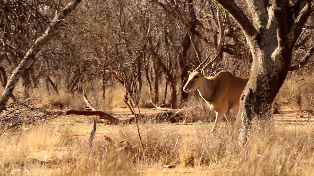 Highveld safaris at the waterhole