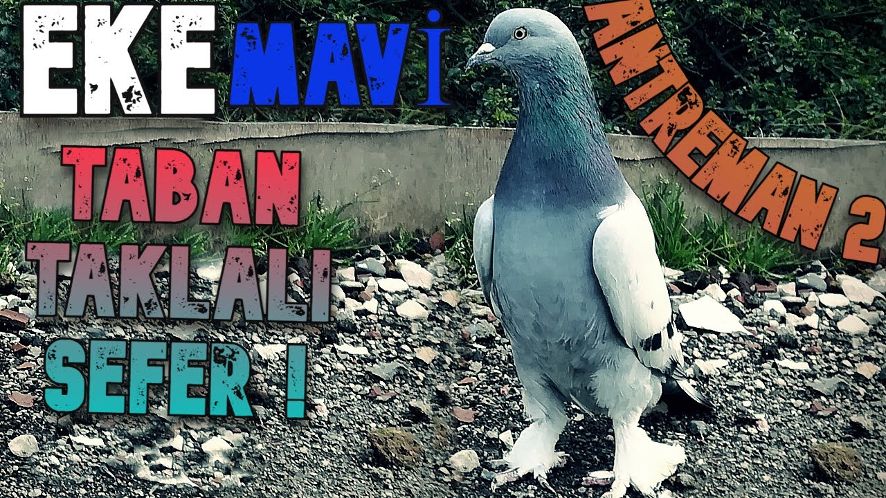 EKE MAVİ ERKEK 2. ANTREMAN SEFERLİ TAKLACI OYUNLU GÜVERCİN