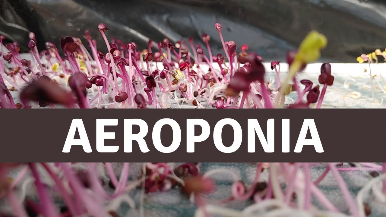 AEROPONIX, un sistem sustenabil dezvoltat de un tanar programator