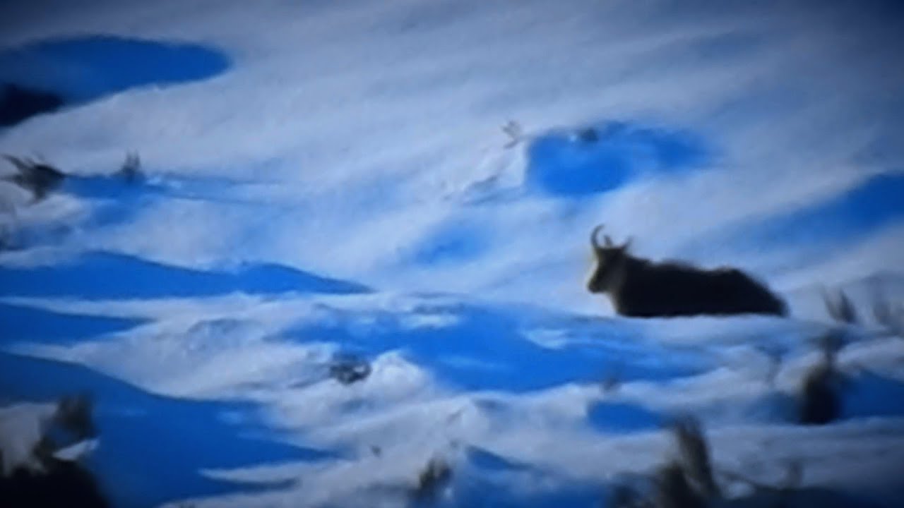 Chasing the Legendary One Horned Chamois | Hunting Adventure - Part 3