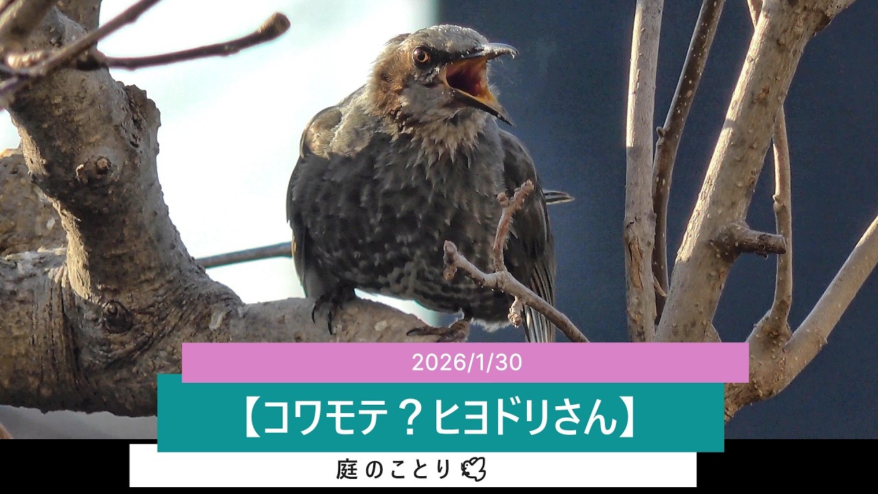 ＜No.189＞【コワモテ？ヒヨドリさん】20260130