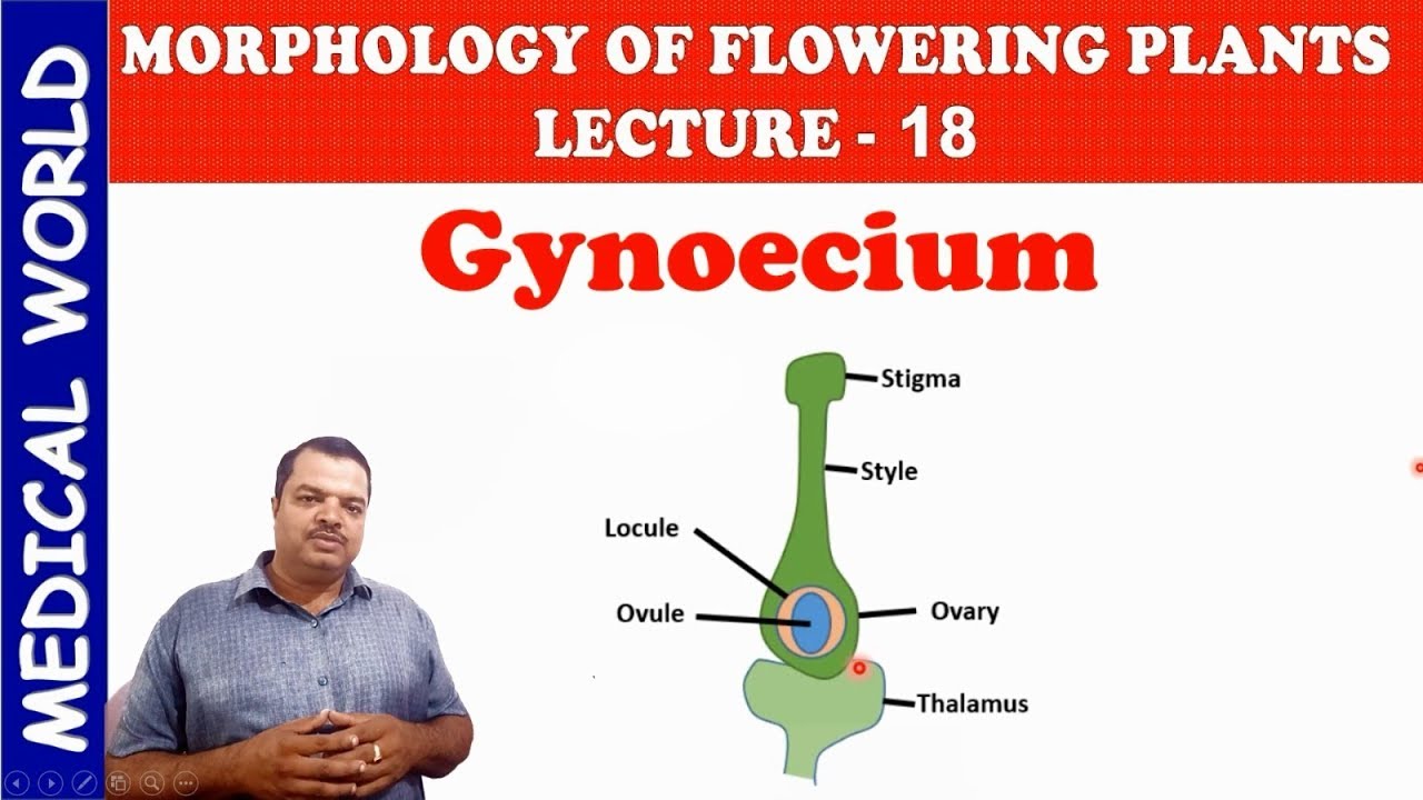 GYNOECIUM | MORPHOLOGY OF FLOWERING PLANTS | LECTURE 18