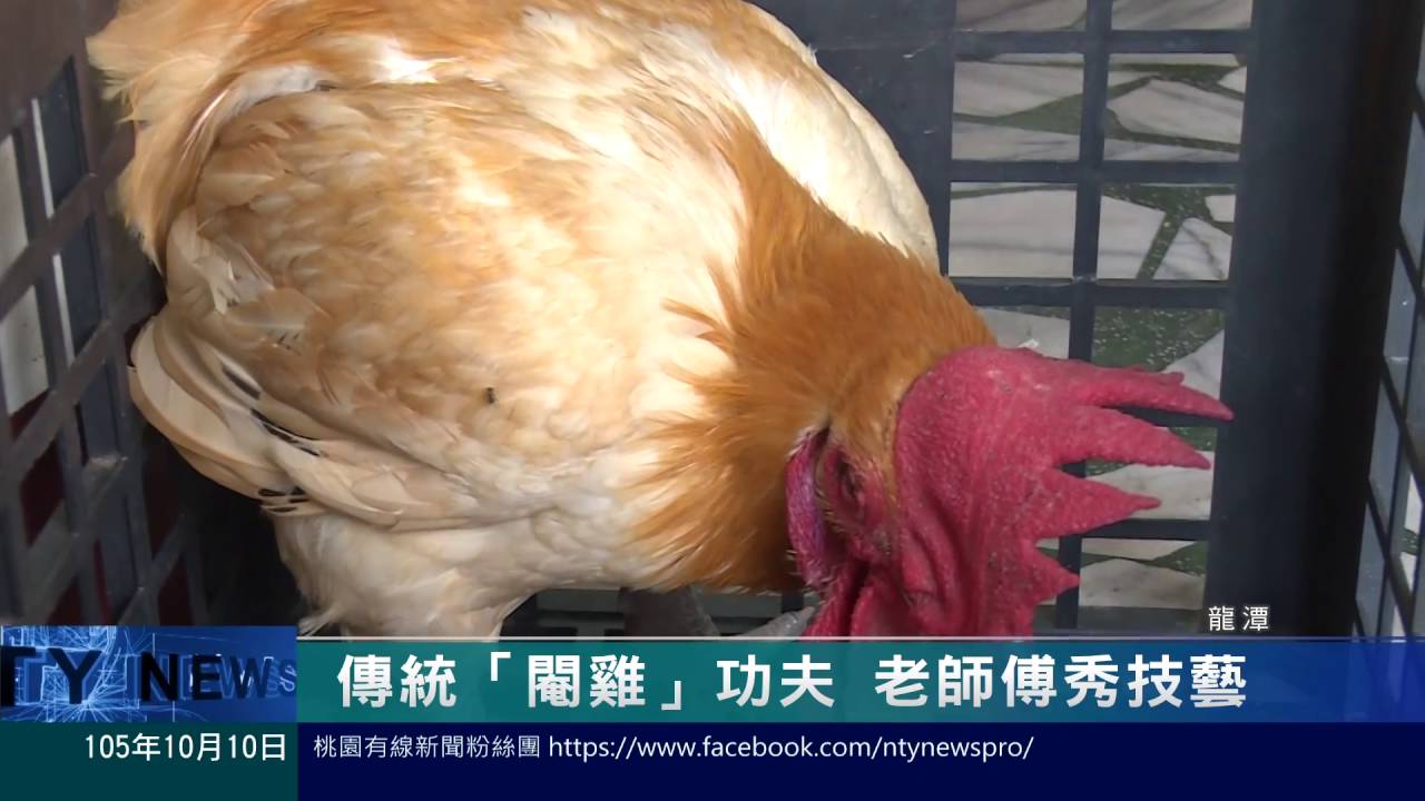 桃園有線新聞20161010-傳統「閹雞」功夫 老師傅秀技藝