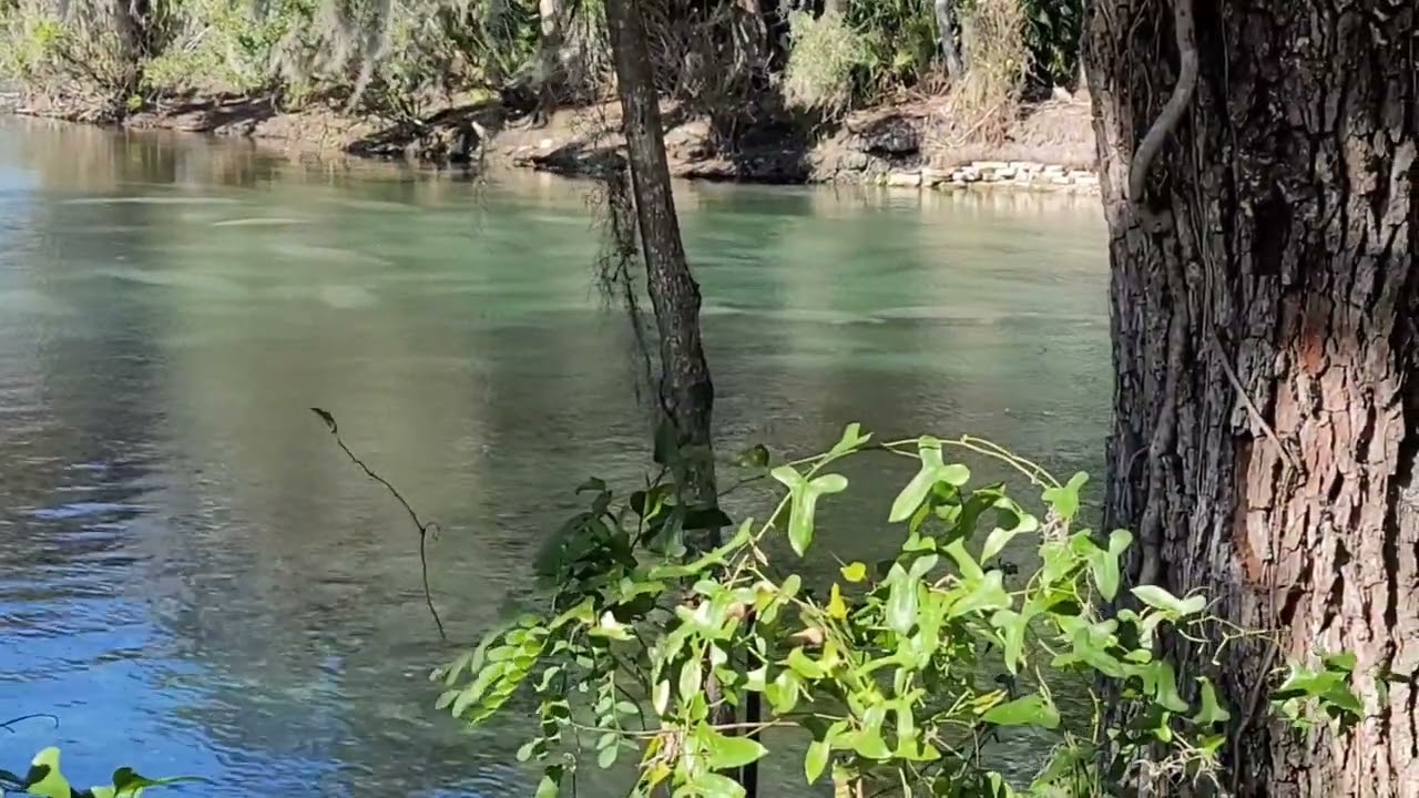 ALMOST 900 MANATEES! WHAT?!?!