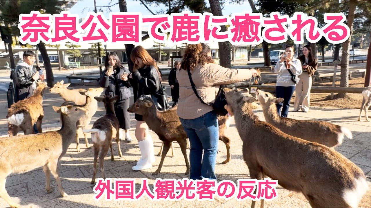 奈良公園で鹿に癒される💕外国人観光客の反応🫎