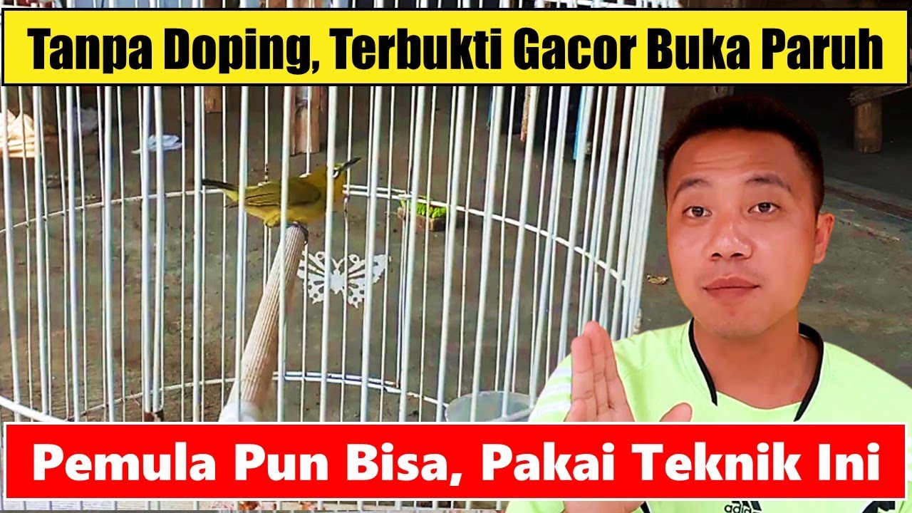 Ini Rahasianya ❗ Perawatan Burung Pleci Dari Ombyokan | Cara Merawat Pleci Ombyokan Agar Cepat Gacor