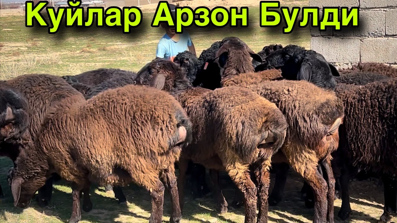 Мана Инсофли Акадан! ☎️+998 77 145 0031