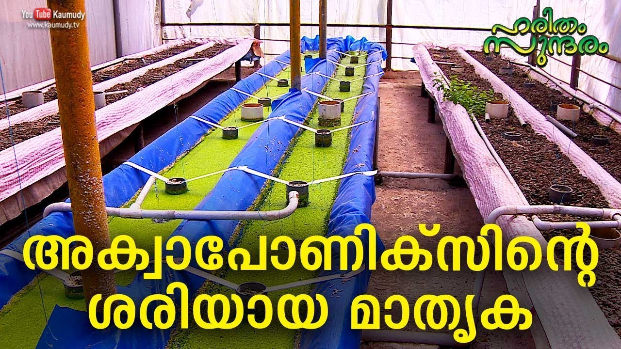 A proper model of Aquaponics | Haritham Sundharam EP 267 | Kaumudy
